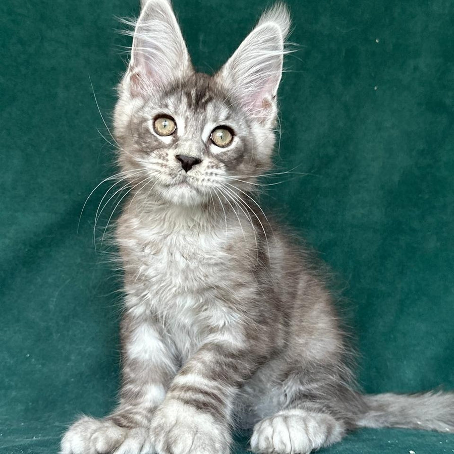 Iney Maine Coon polydactyl 6x6x6x6 male, black silver tabby