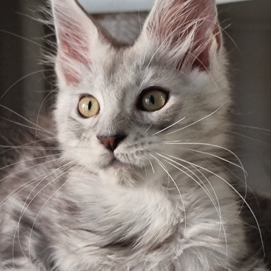 Elisa Maine Coon female, black silver tabby