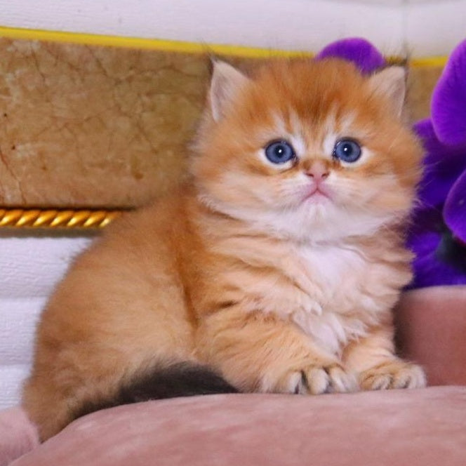 Barneby British Longhair male, black golden chinchilla