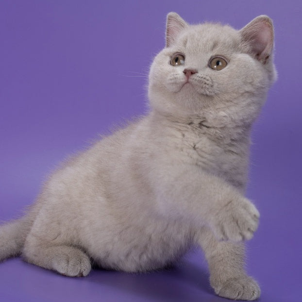 Nimbus British Shorthair male, lilac