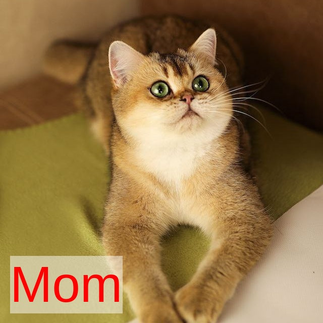 Latte British Shorthair male, black golden shaded