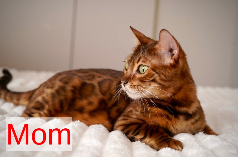 Justin Bengal male, black spotted tabby