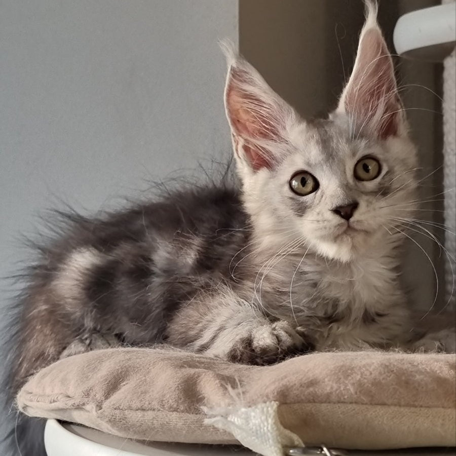 Elisa Maine Coon female, black silver tabby