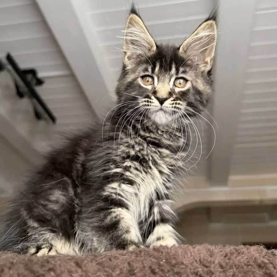 Chipper Maine Coon female, black tabby