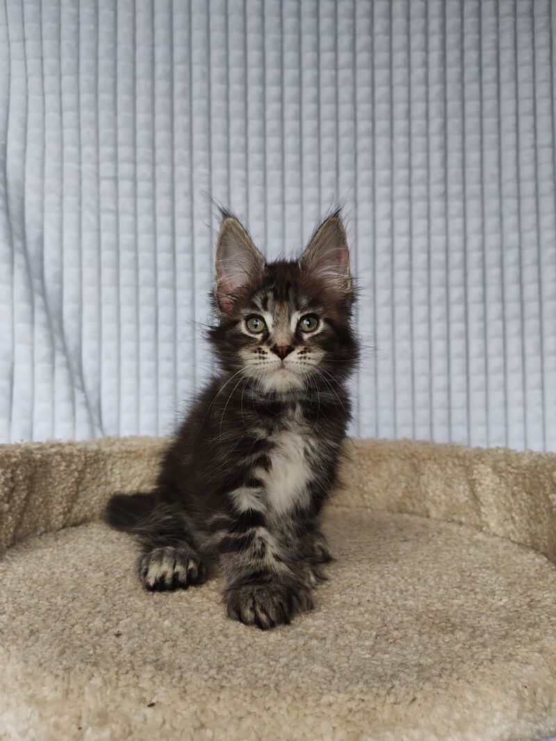 Neo Maine Coon polydactyl male, black tabby