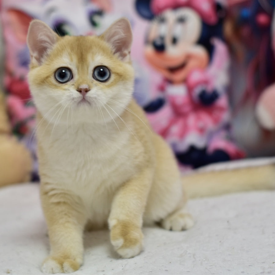 Ferrero British Shorthair male, black golden shaded