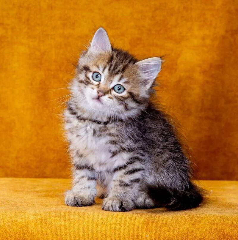 Gavrosh Siberian male, black spotted tabby