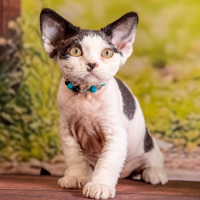 Lucke Devon Rex male, black harlequin