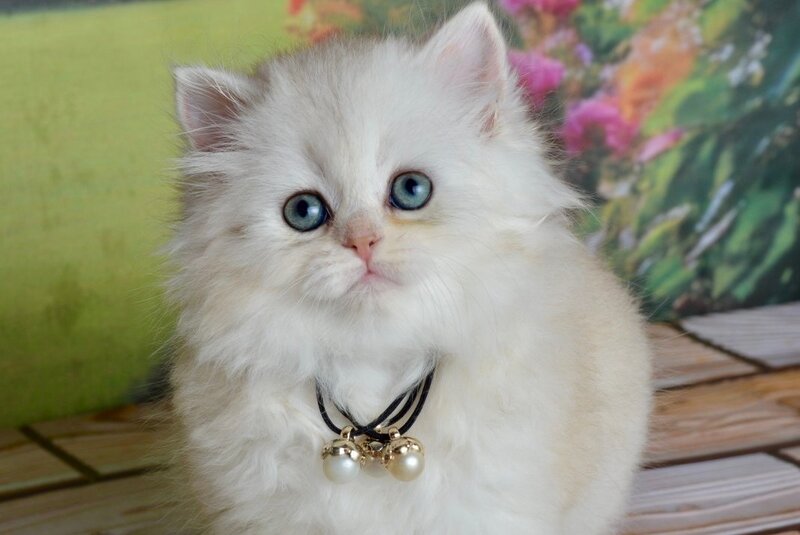 Rina Scottish Straight female black silver shaded - live animals