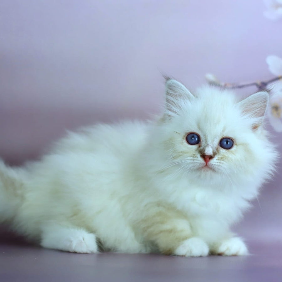 Gala Siberian female, black silver with white tabby pointed