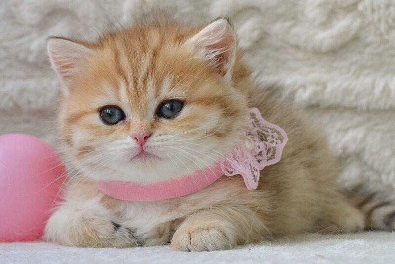 Celine British Shorthair female, black golden spotted tabby
