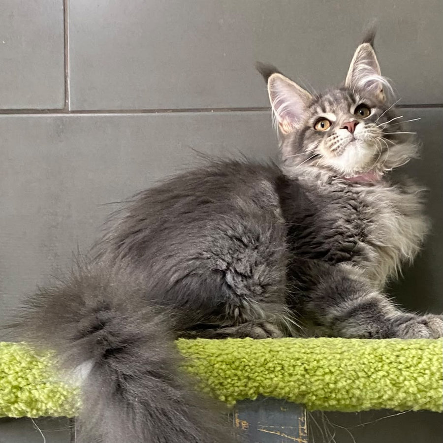 Varna Maine Coon female, blue tabby