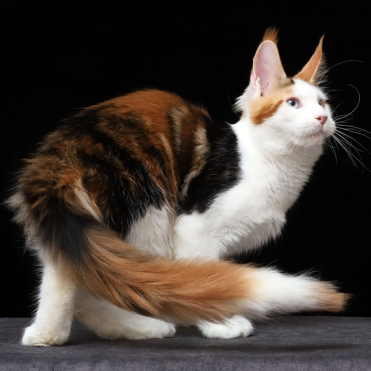 Sienna Maine Coon female, black tortie tabby bicolour