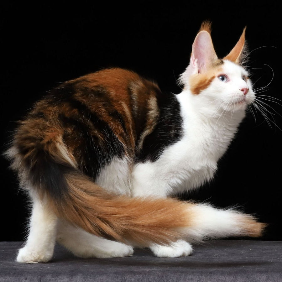 Sienna Maine Coon female, black tortie tabby bicolour