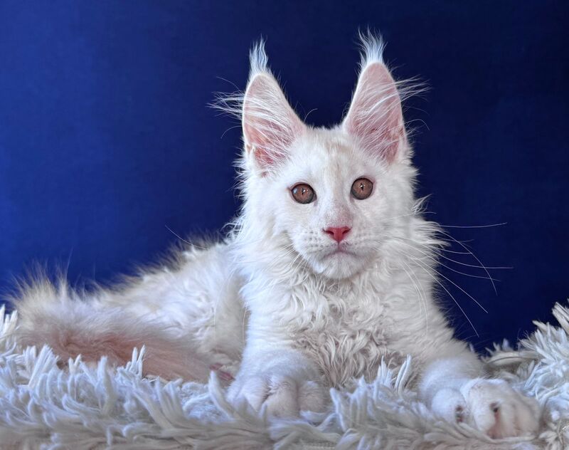 Baxter Maine Coon male, red silver
