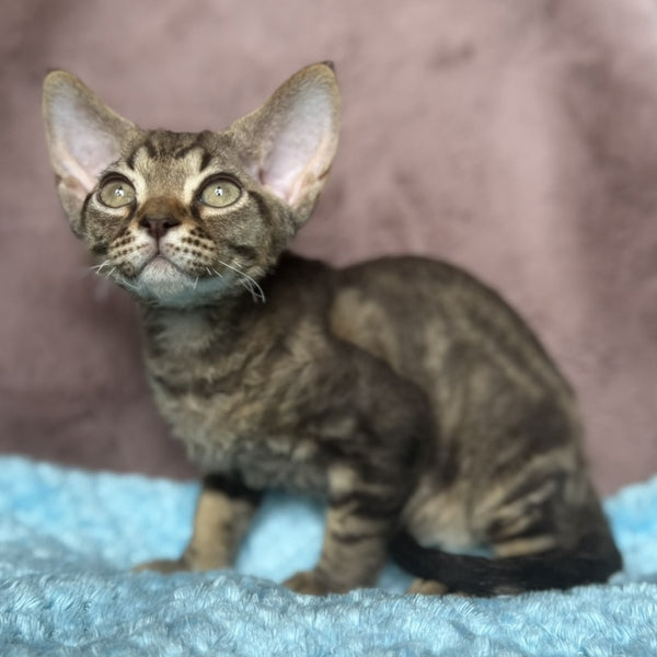 Xiaomi Devon Rex male, chocolate tabby
