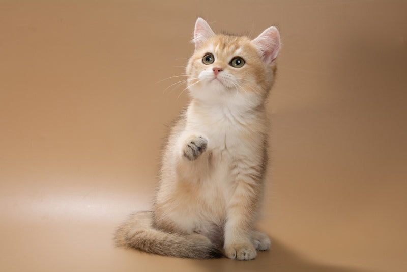 Cristian British Shorthair male, black golden shaded
