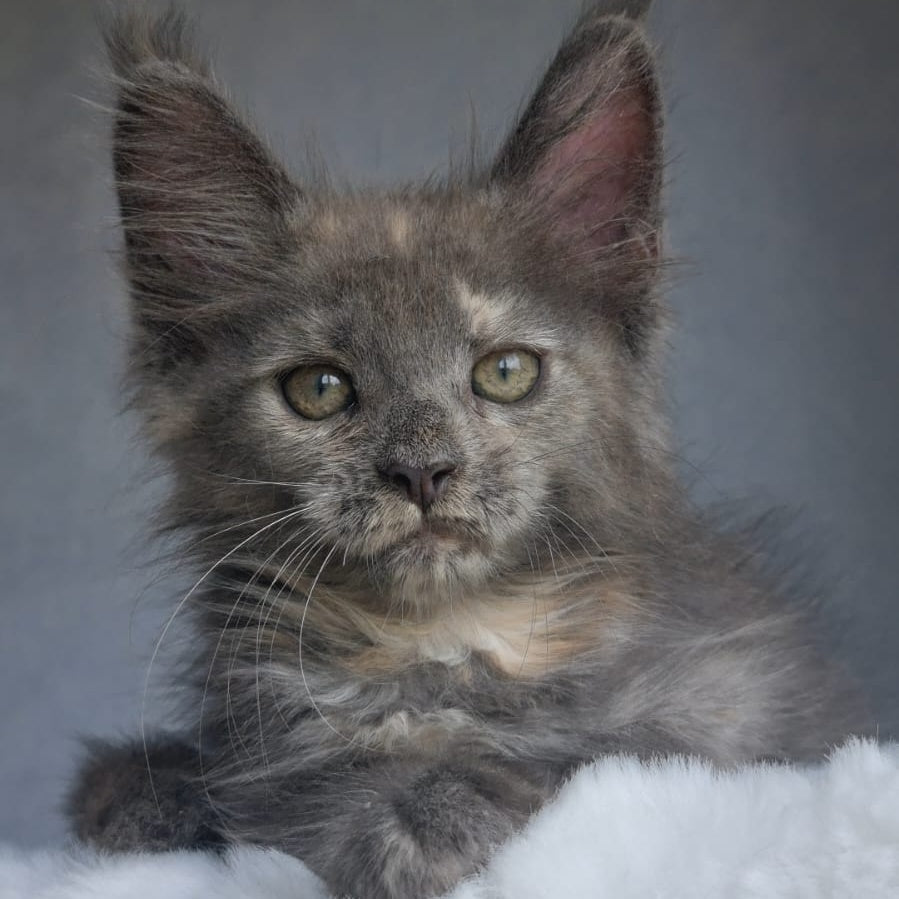 Penelope Maine Coon female, blue tortie