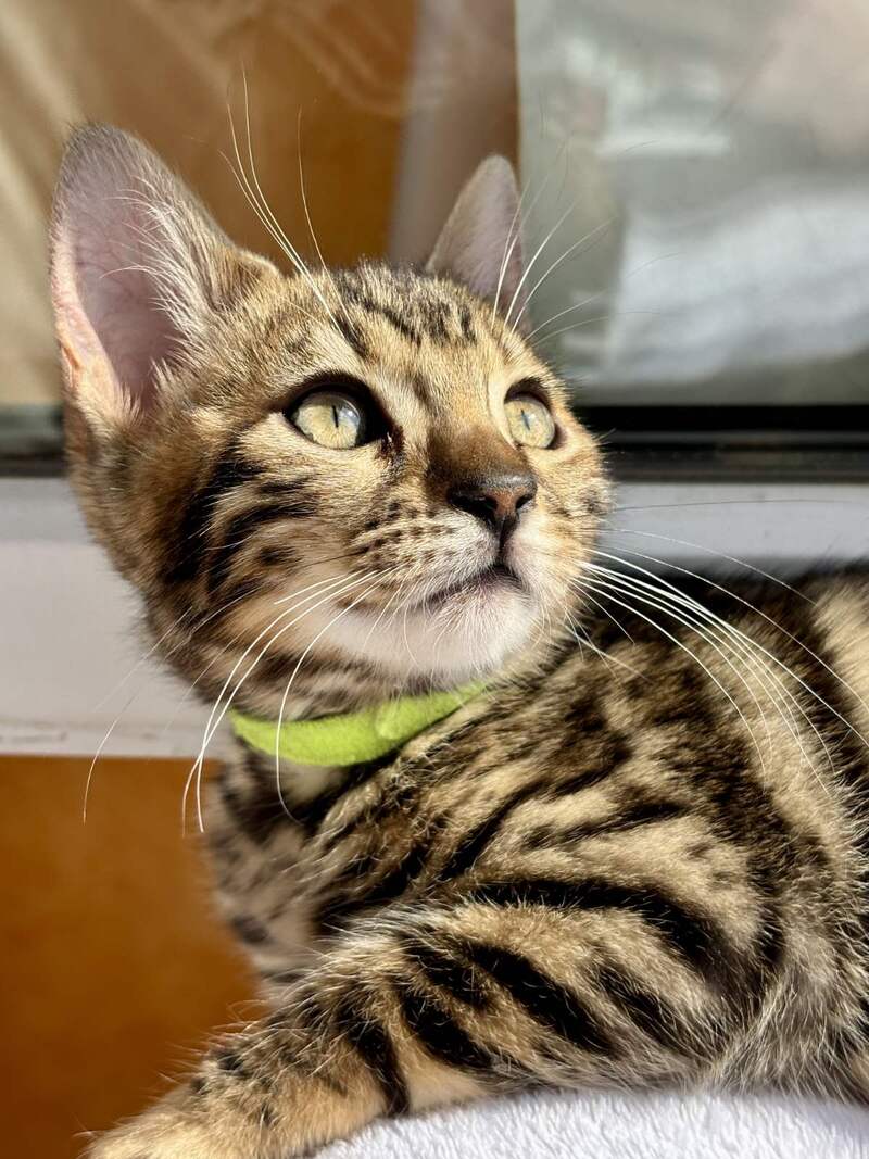 Lola Bengal female black spotted tabby - live animals