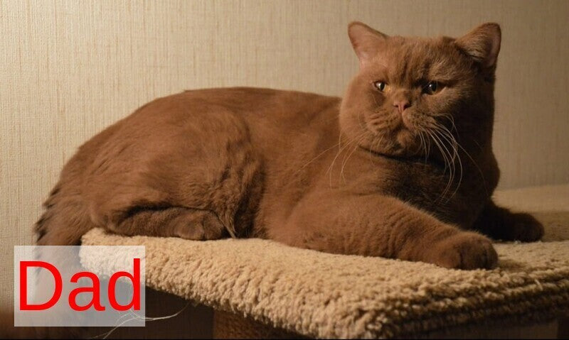 Dzhec-pot British Shorthair male, chocolate