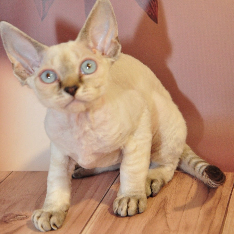 Alex Devon Rex male, black tabby pointed