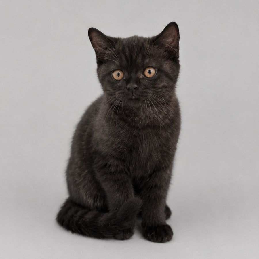Bossi British Shorthair female, chocolate