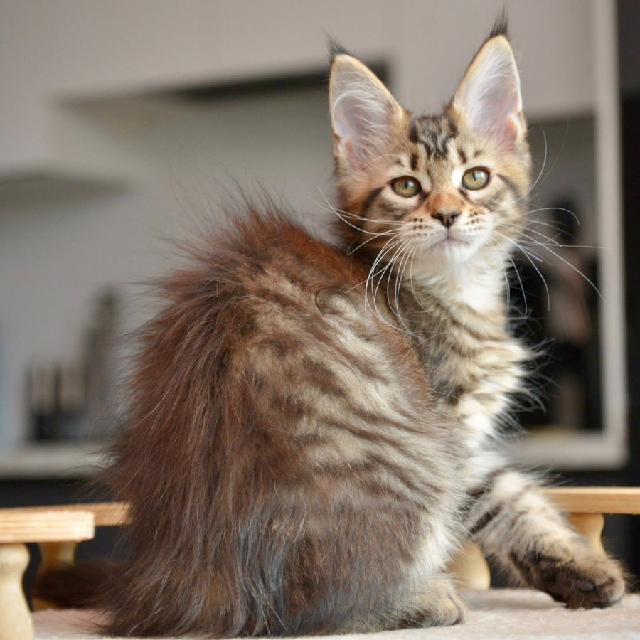 Yathana Maine Coon female, black tabby