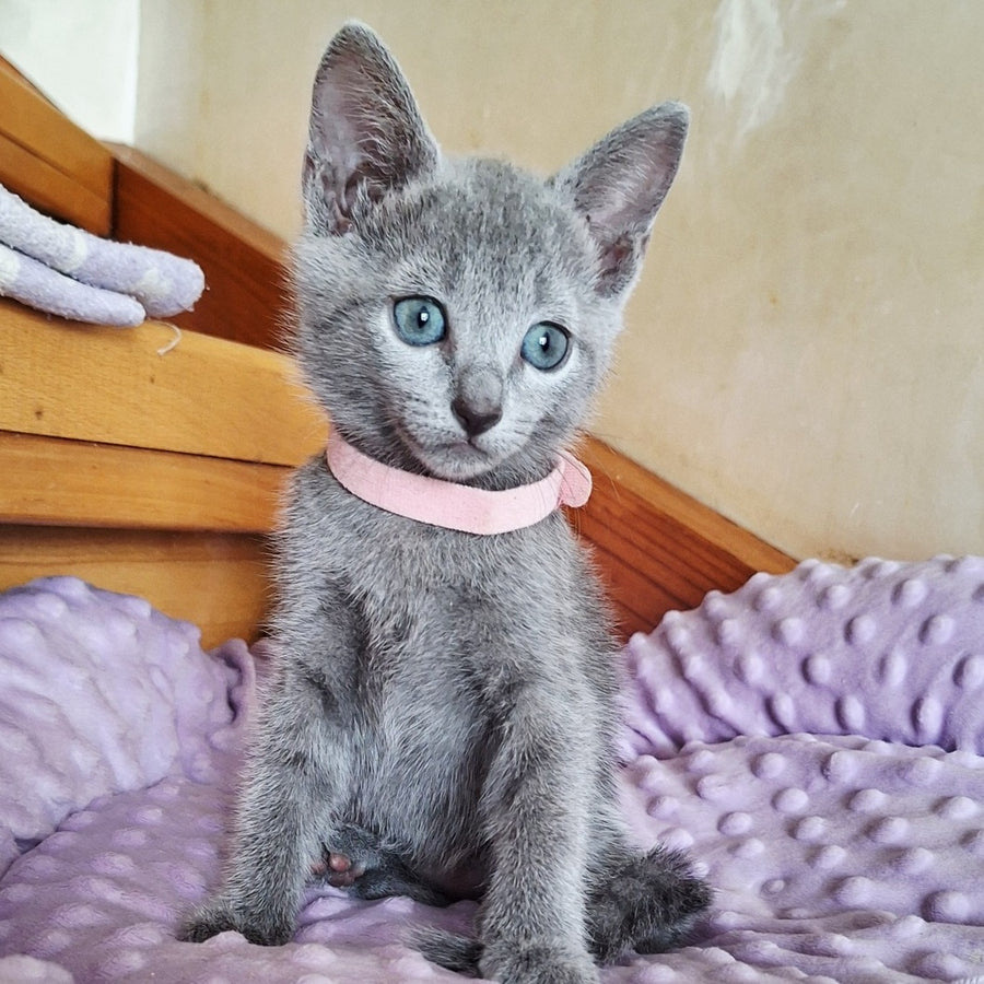 Cream Russian Blue female, blue