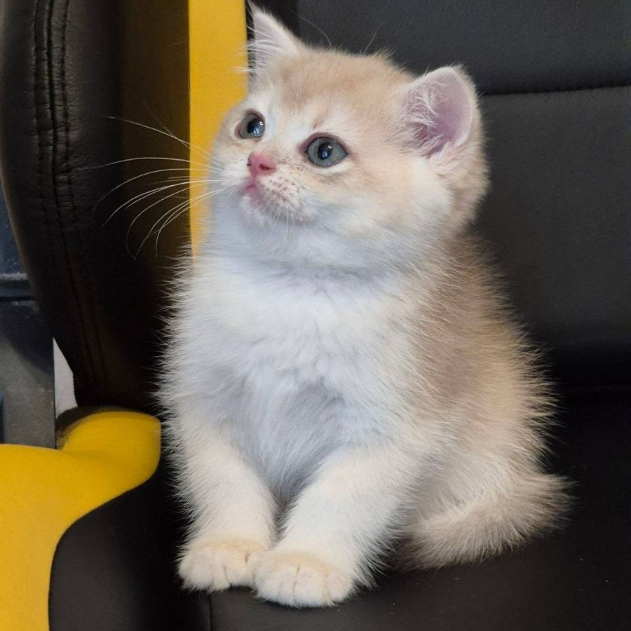Kitty British Shorthair female, blue golden chinchilla