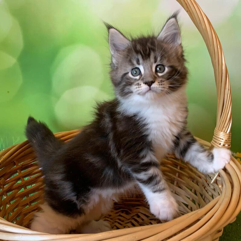 Uttar Maine Coon male, black silver bicolour tabby