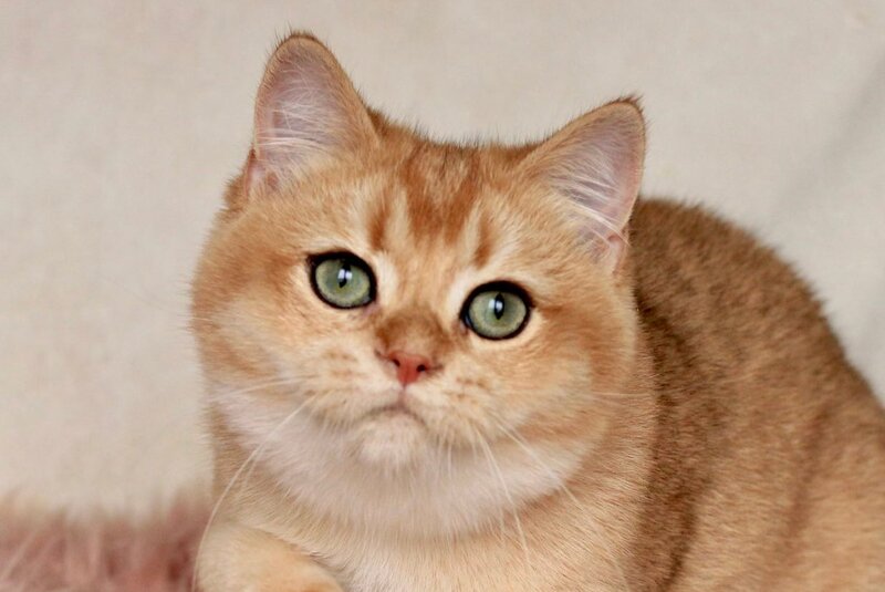 Laky British Shorthair male, black golden chinchilla
