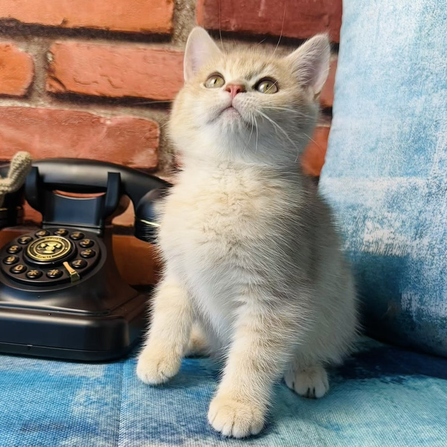 Jin British Shorthair male, blue golden spotted tabby