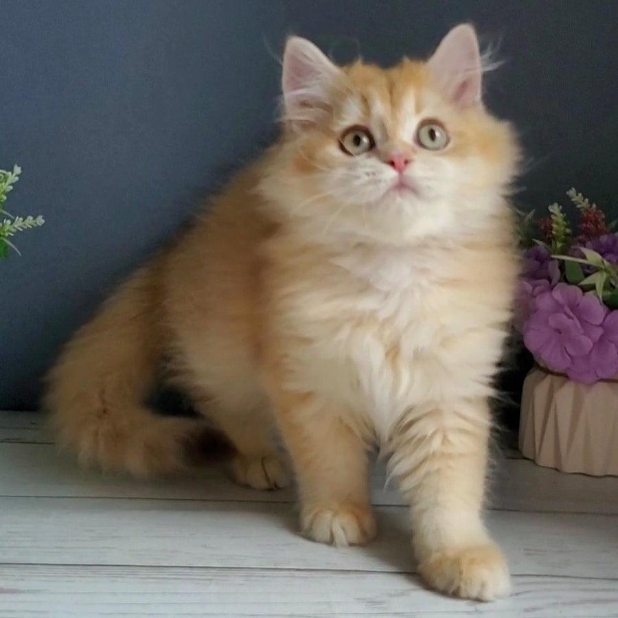 Biskvit British Longhair male, chocolate golden chinchilla