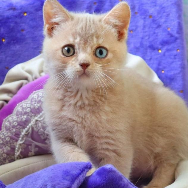 Prince British Shorthair male, lilac golden shaded