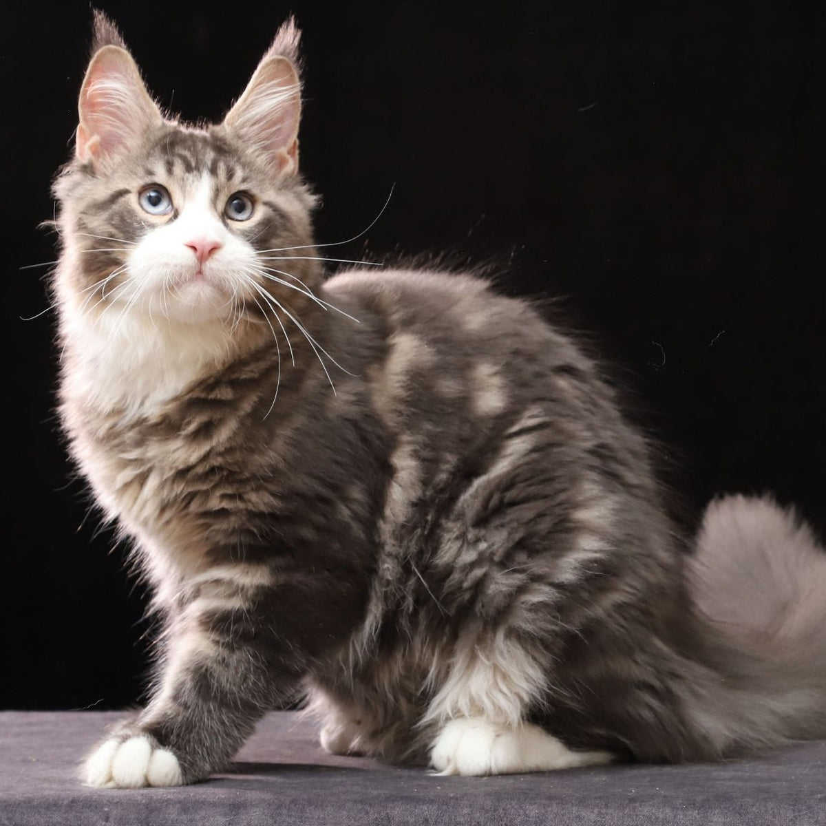 Robson Maine Coon male, black tabby bicolour