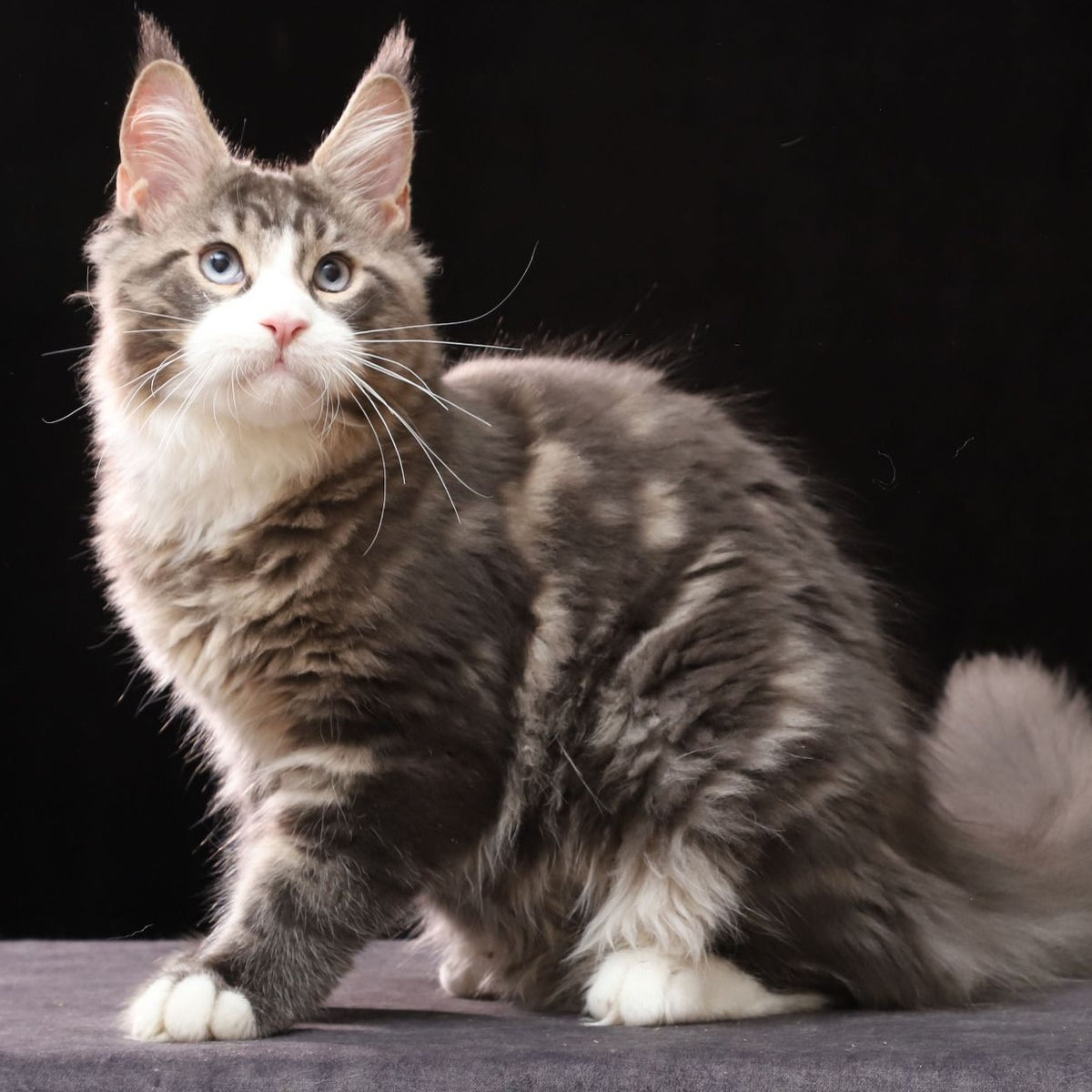 Rivaldo Maine Coon male, blue tabby bicolour
