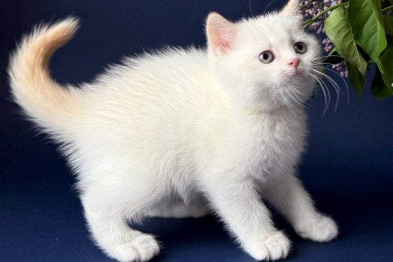Leandro British Shorthair male, silver pointed bicolour