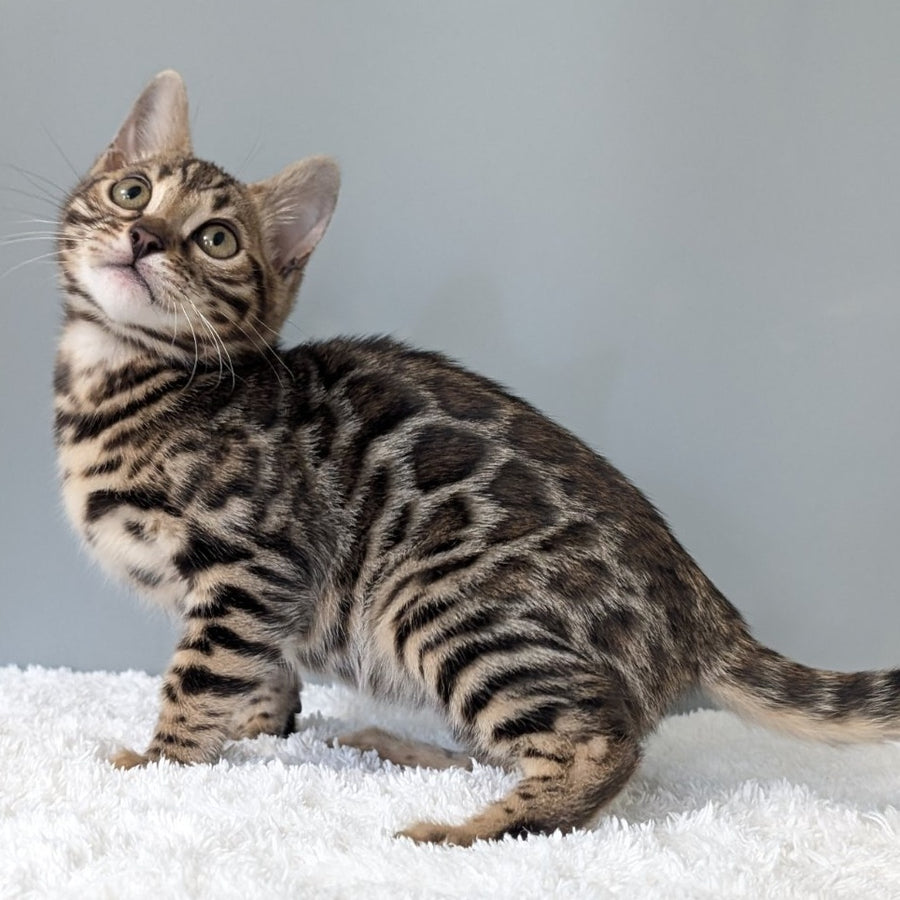 Diana Bengal female, black spotted tabby