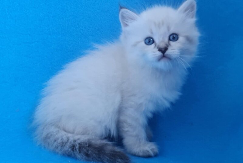 Xander Siberian male, black tabby pointed