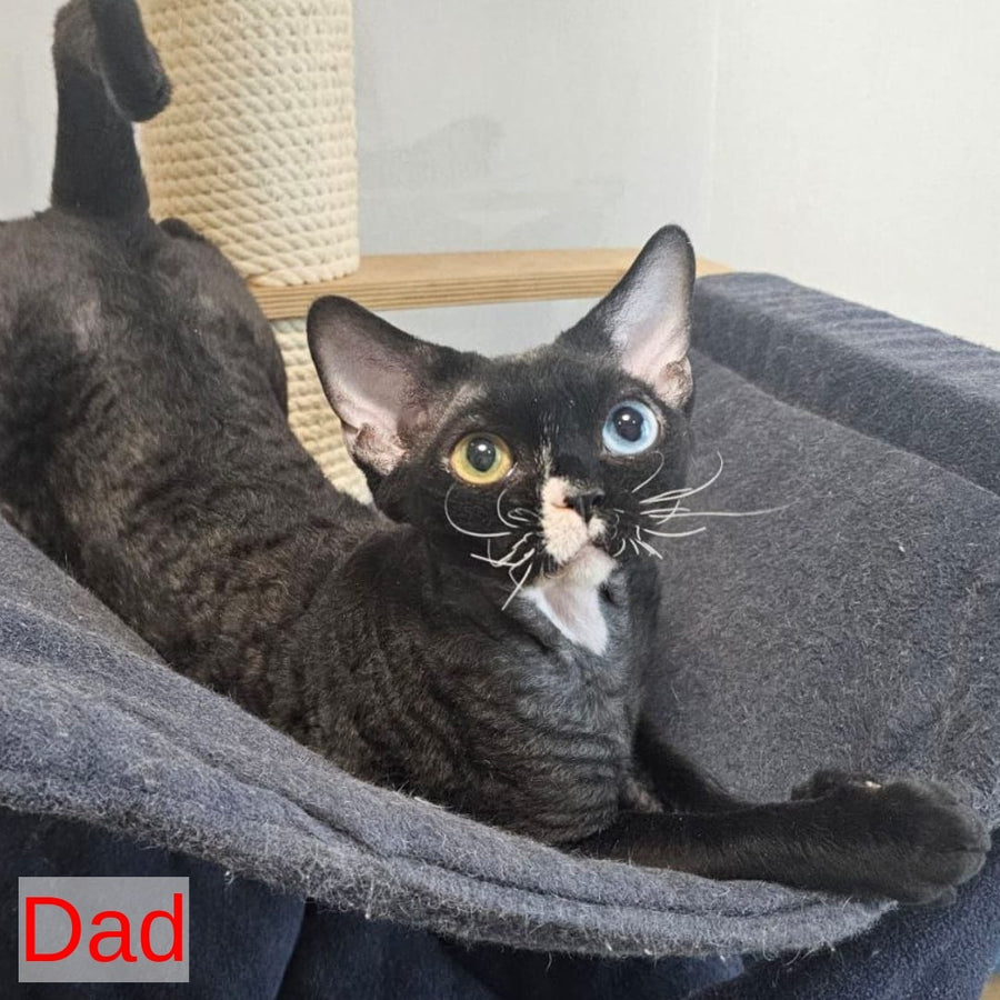 Piero Devon Rex male, black harlequin
