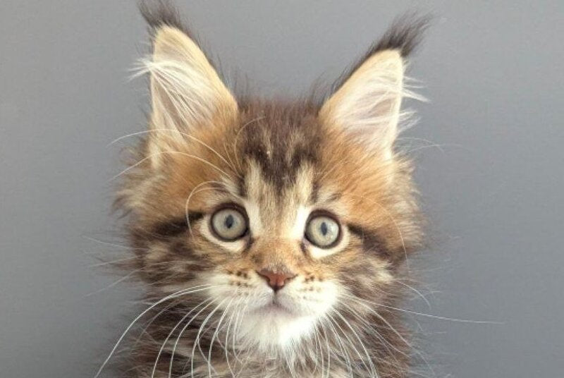 Oira Maine Coon female black tabby live animals