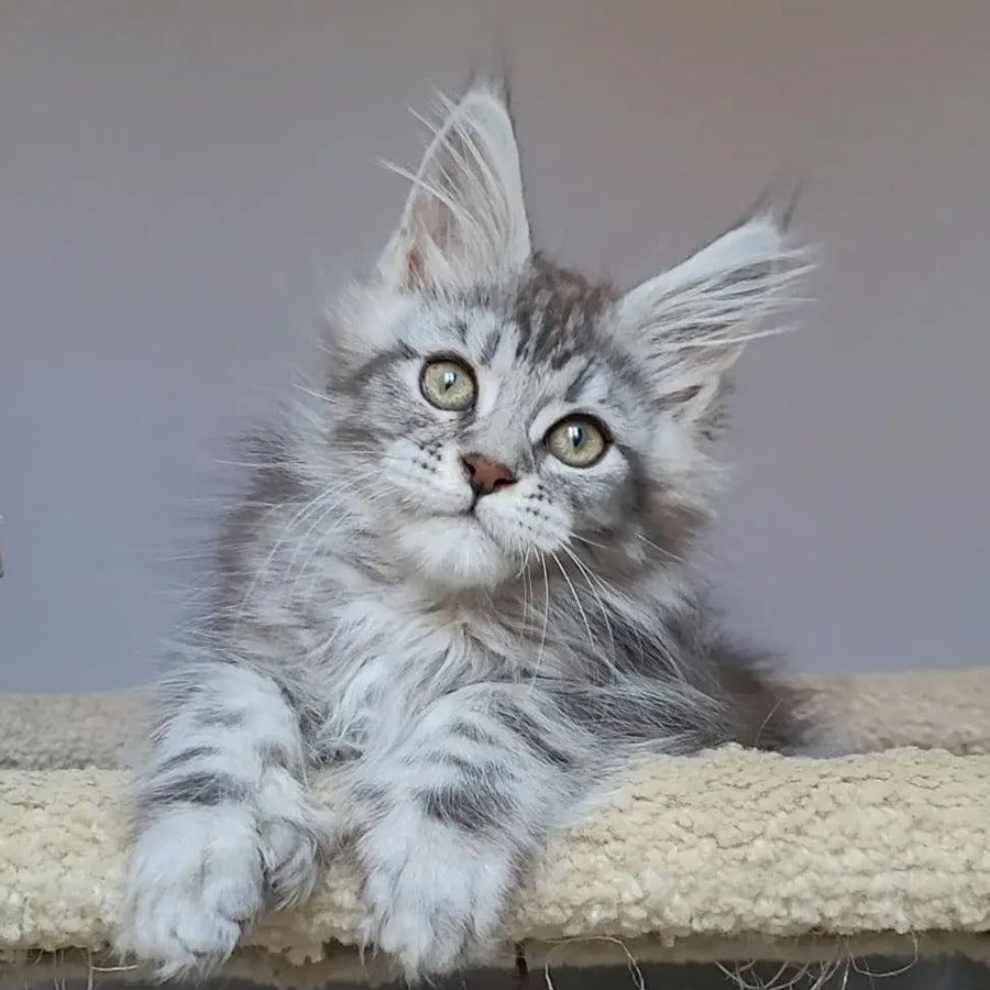 Hugo Maine Coon polydactyl 6x6x6x6 male, black silver tabby