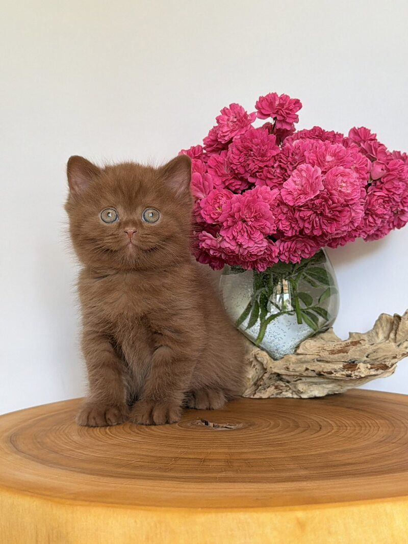 Fudge British Shorthair male, cinnamon
