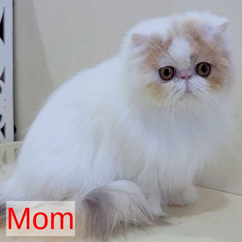 Chilitta Persian female, red bicolour
