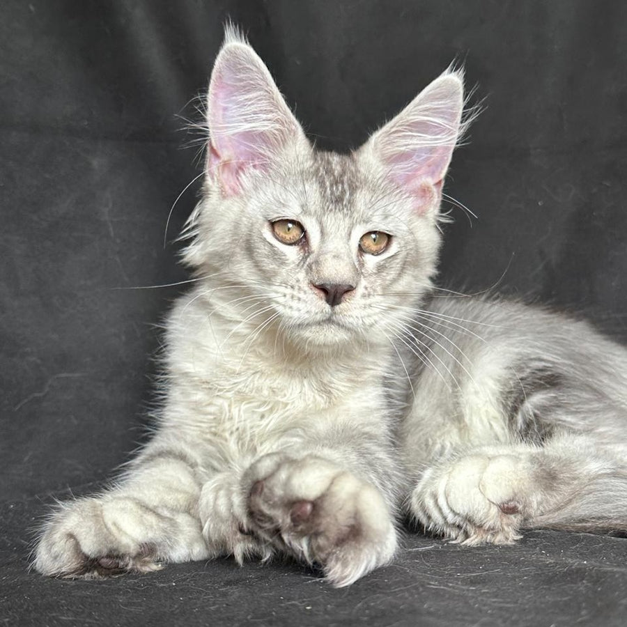 Jet Maine Coon polydactyl 6x6x6x6 male, black silver ticked tabby