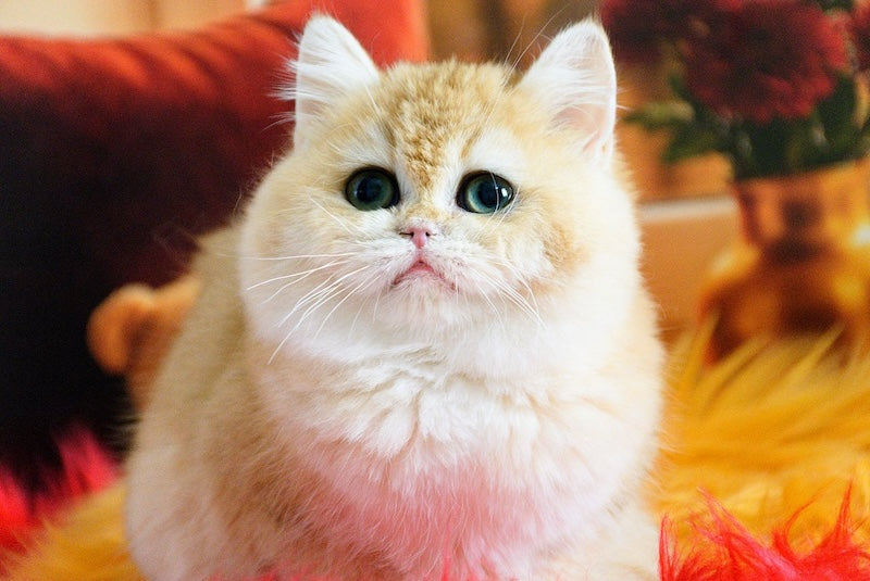 Mimi British Shorthair female, black golden chinchilla