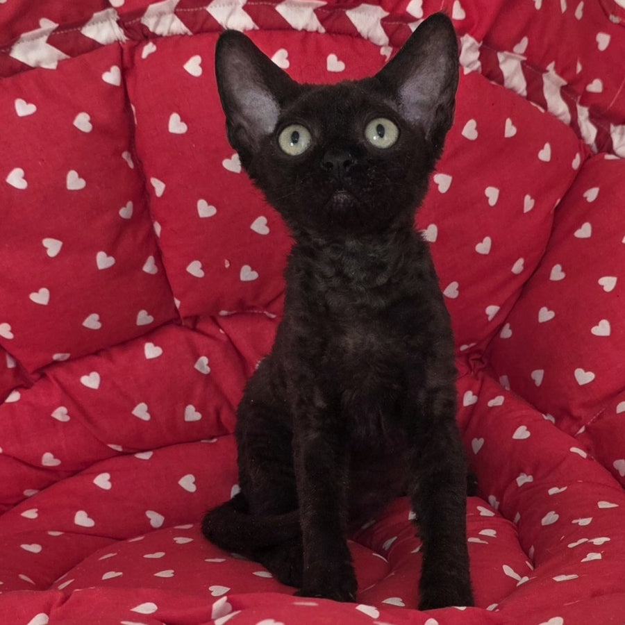 Archi Devon Rex male, black