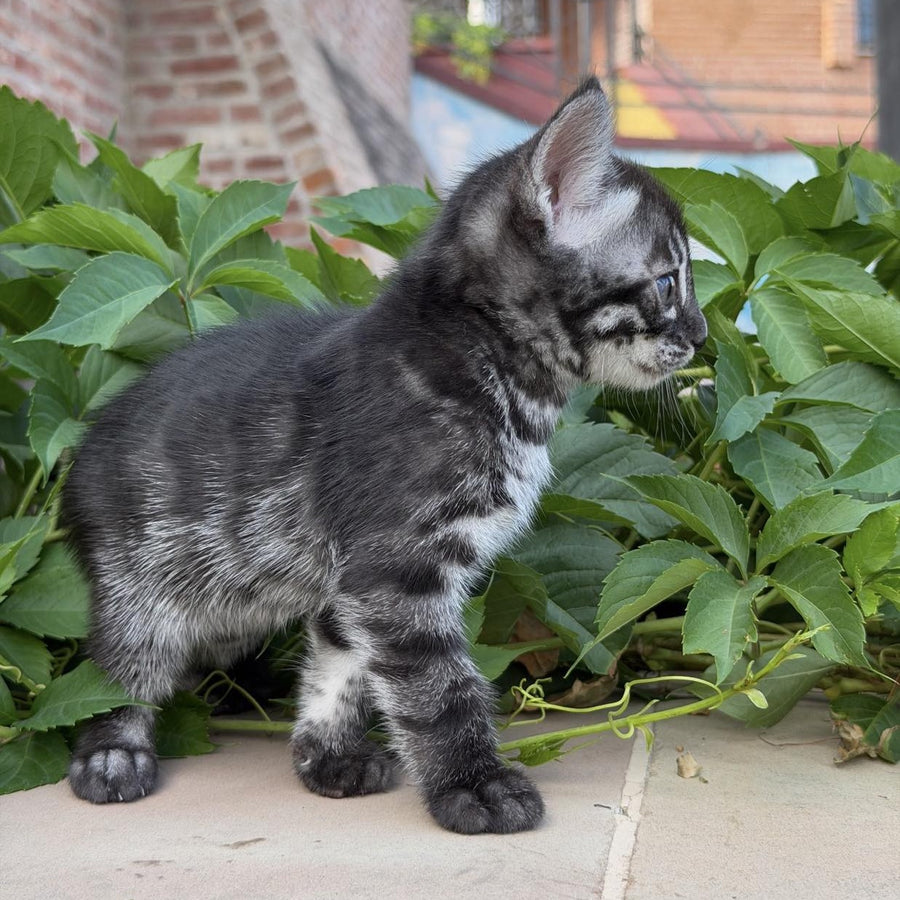 Chopard Bengal male, black silver spotted tabby