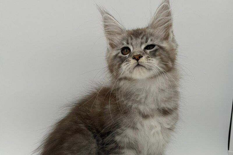 Kotello Maine Coon male black silver tabby - live animals