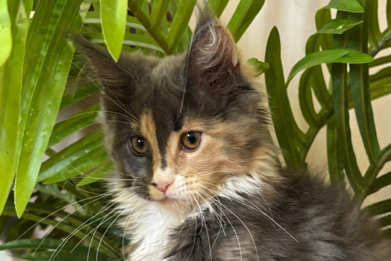 Gia Maine Coon female, blue tortie bicolour